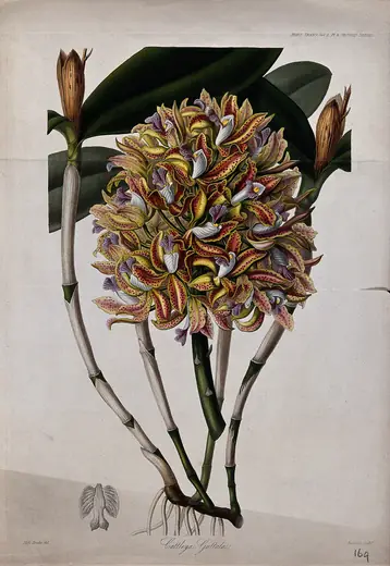 Cattleya