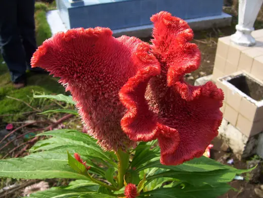 Celosia