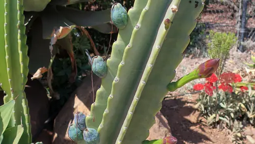 Cereus