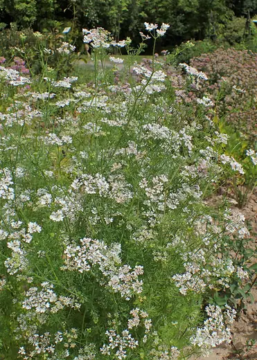Cilantro