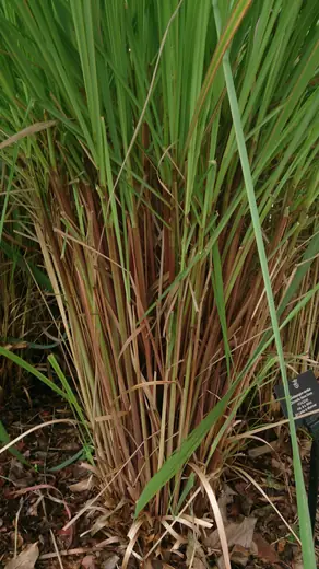 Citronela