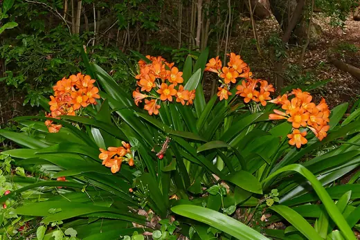 Clivia