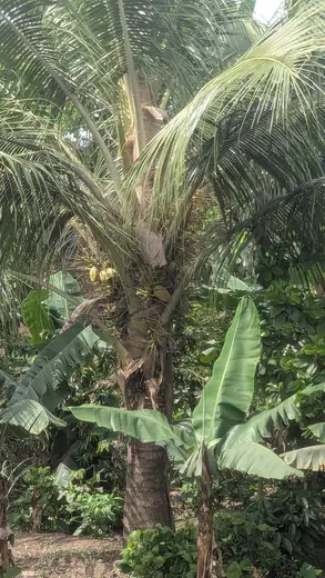 Coco