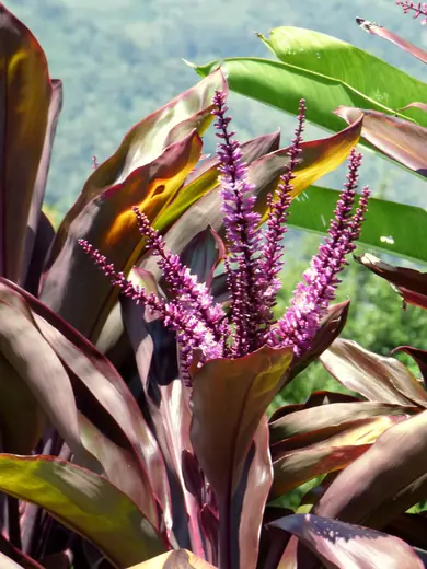 Cordyline