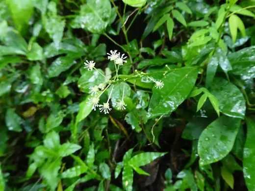 Crotón