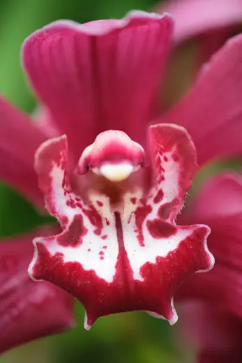 Cymbidium