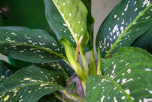 Dieffenbachia