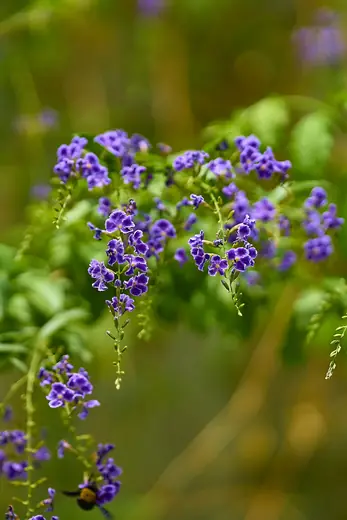 Duranta