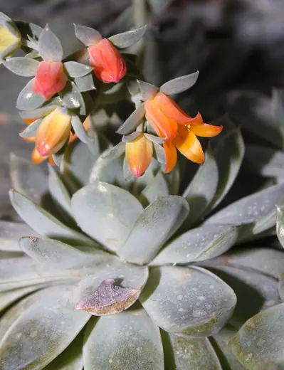 Echeveria