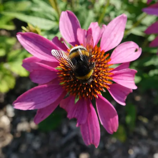 Echinacea