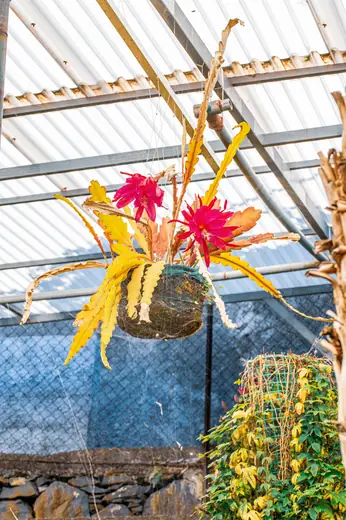 Epiphyllum