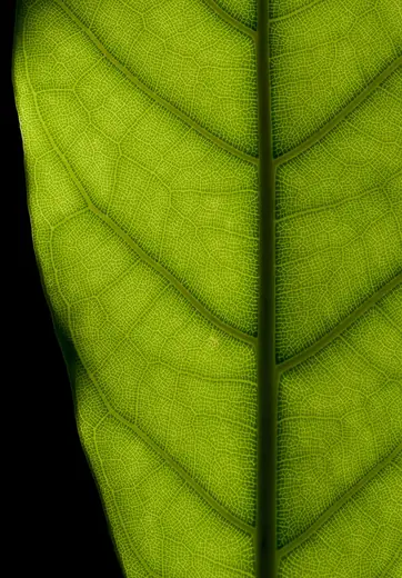 Ficus Elástica