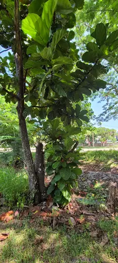 Ficus Lyrata