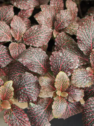 Fittonia