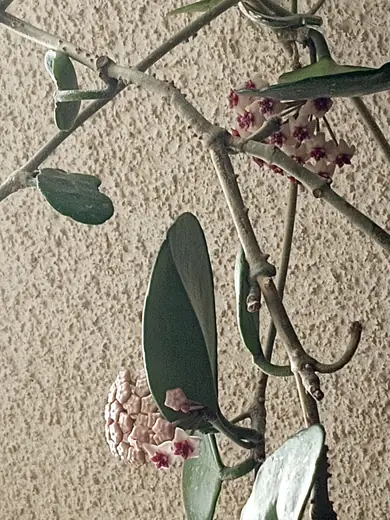 Flor de Cera