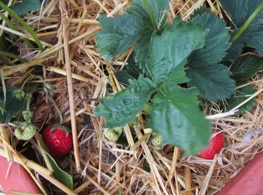 Frutilla