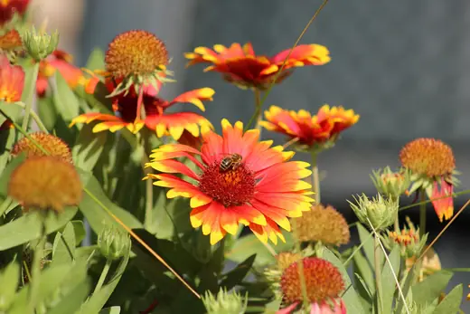 Gaillardia