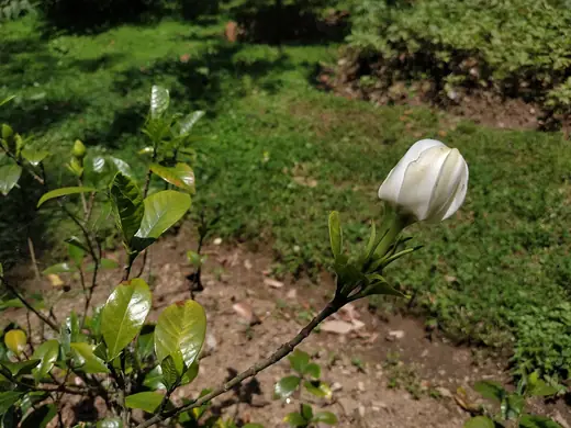 Gardenia
