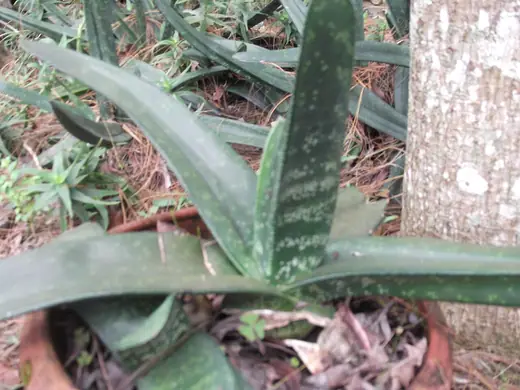 Gasteria