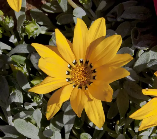 Gazania