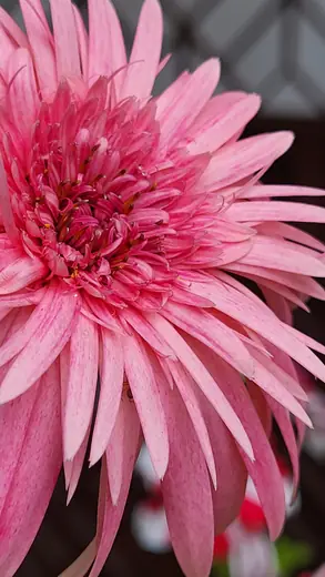 Gerbera