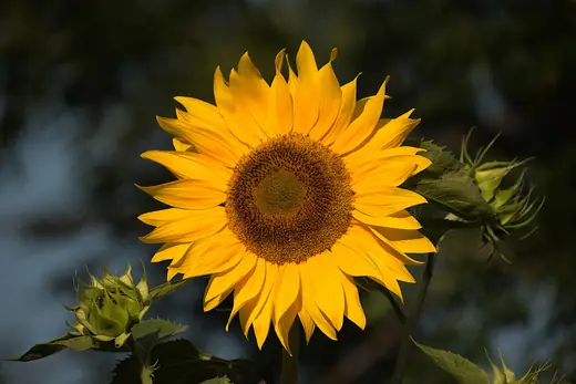 Girasol Ornamental