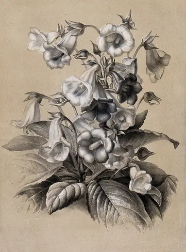 Gloxinia