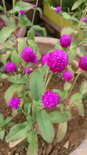 Gomphrena