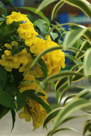 Guarán Amarillo