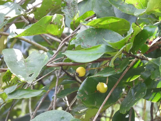Guavirá