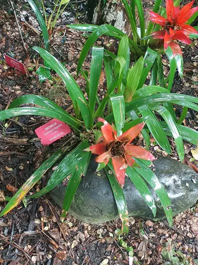 Guzmania