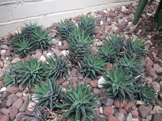 Haworthia