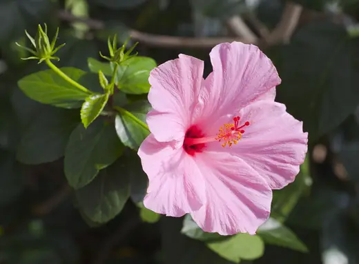 Hibisco
