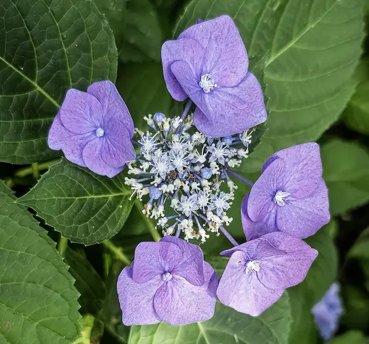 Hortensia