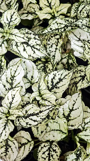 Hypoestes