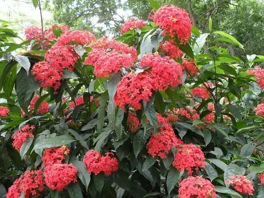 Ixora