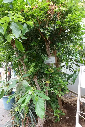Jabuticaba