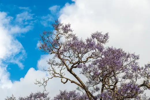 Jacarandá