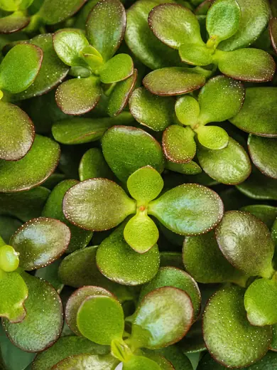 Jade