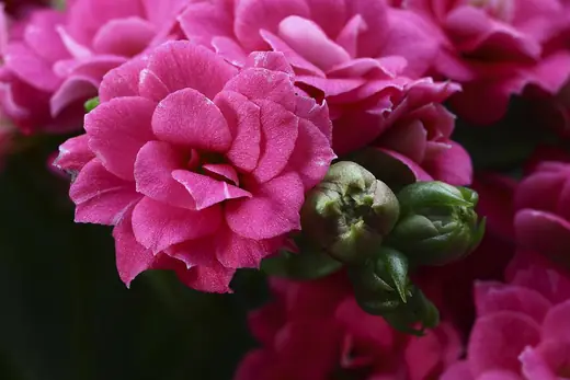 Kalanchoe Flaming Katy