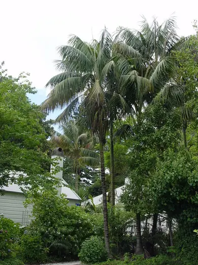 Kentia