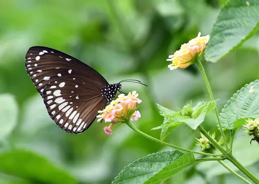 Lantana