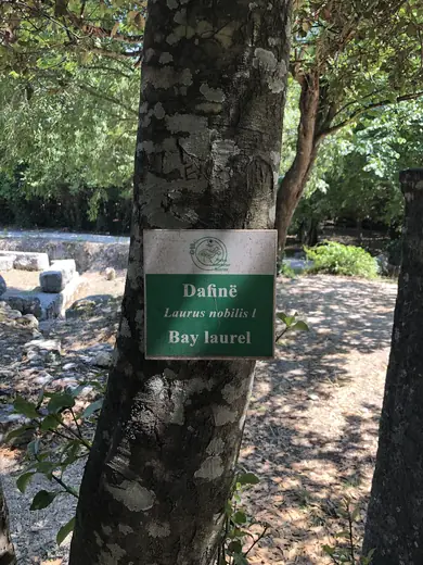 Laurel