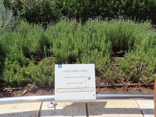 Lavanda