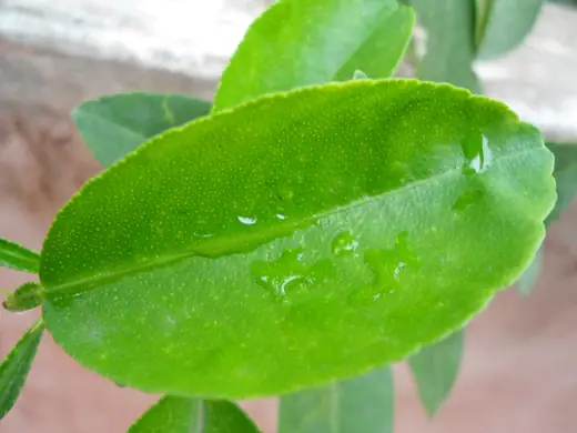 Limón Tahití