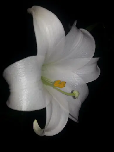 Lirio