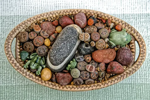 Lithops