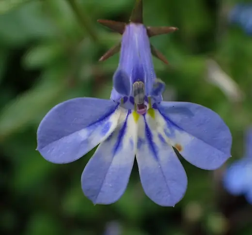 Lobelia