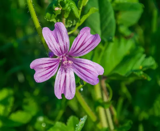 Malva