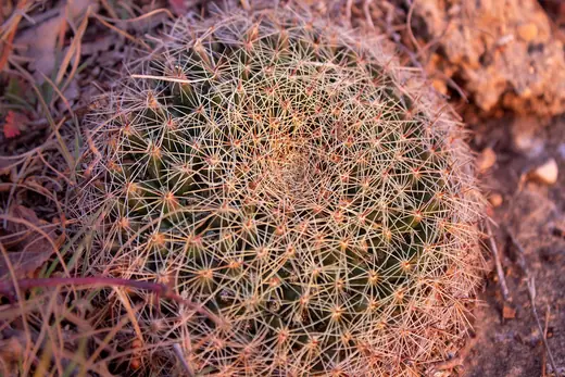 Mammillaria